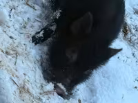 Boar, Вьетнамская вислобрюхая — photo 1