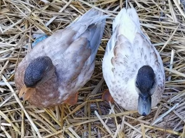 Ducks