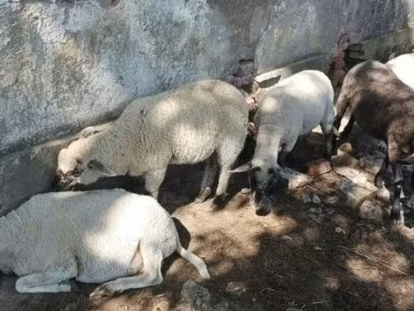 Widder, Tsigai sheep