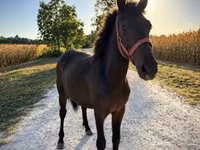 公马, Horses — 照片 1