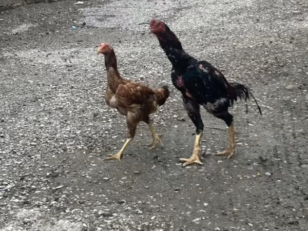 Chickens