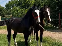حصان, Dutch warmblood horse — الصورة 2