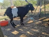 公山羊, Pomellata goat — 照片 1
