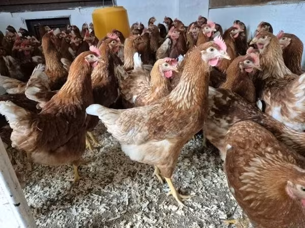 gallina danesa