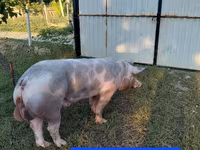 Kanec, Prasata — foto 3