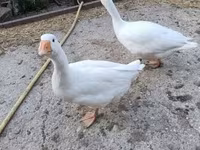 Geese — फ़ोटो 4