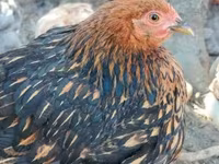 Bantam Pekín — foto 3