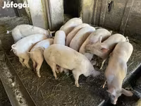 Pigs (batch, sex not specified), Pigs — photo 3
