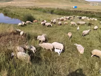 Oveja, Balbas sheep — foto 1