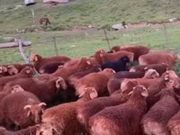 Ram, Sheep — photo 2