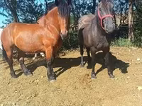 公马, Horses — 照片 6