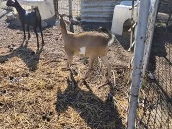 Billy Goat, Goats