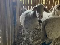 Қой, Merinoland sheep — 2-сурет