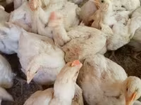 Chickens — 3. fotó