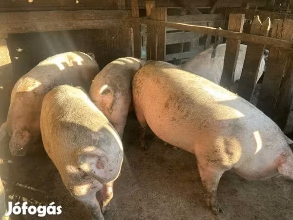 Sow, Pigs