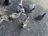 Ducks — photo 8