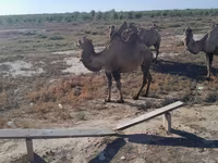 Tevénő, Kazakh Bactrian camel — 2. fotó