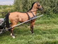 حصان, Hungarian horse breed — الصورة 3