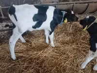 Toro, Russian Black pied cattle — foto 3