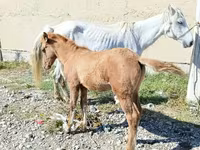 Kobyła, Horse breed — zdjęcie 2