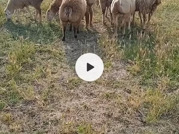 Ovejas (lote, sexo no especificado), Ovejas