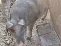 मादा सूअर, Крупная белая — फ़ोटो 3