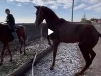 At, Kyrgyz Horse — foto 1