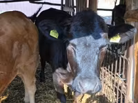 Cow, Limousin cow — photo 2