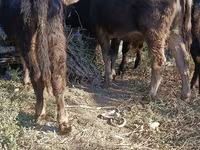 Býk, Simmental cattle — foto 7