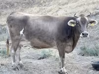 गाय, मवेशी — फ़ोटो 2