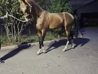 Hing, Akhal-Teke — 1. fotó