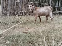 Cabras (lote, sexo no especificado), Cabras — foto 3