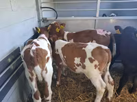 Touro, Simmental cattle — foto 3