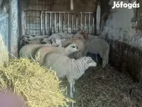 Juhok (tétel, nem megadva), Juhok — 4. fotó