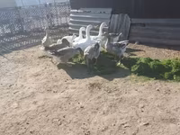 Geese — photo 3