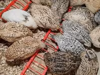 Quails — Foto 5