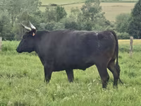 Tehén, Wagyu — 6. fotó