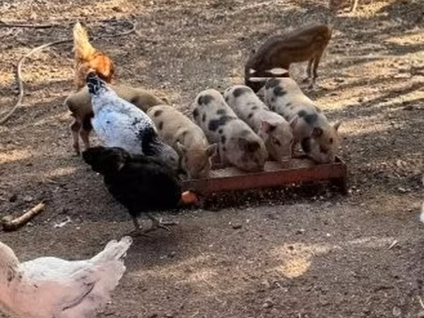 Boar,  — Hungary