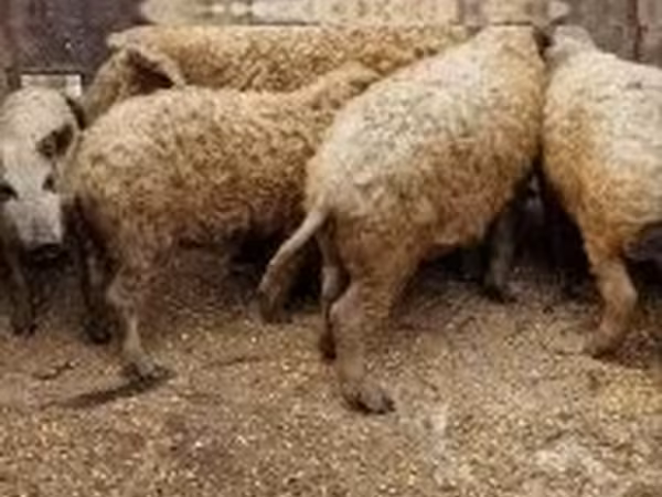 Қабан, 