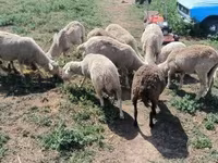 公羊, Merino sheep — 照片 4