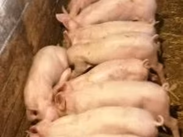 Sow, Pigs — Hungary