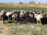 Qoyun, Qoyunlar — foto 4