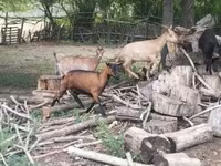 母山羊, Goats — 照片 7