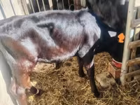 Vaca, Raza Holstein — foto 8
