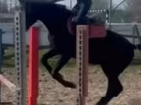 公马, Hungarian horse breed — 照片 7