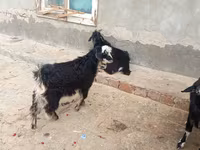ماعز (دفعة، الجنس غير محدد), Angora goats — الصورة 3