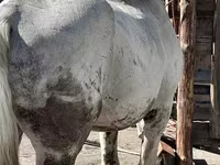 Caballo, Vladimir heavy draft — foto 3