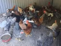 Chickens — photo 2