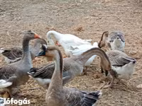 Geese — 5. fotó
