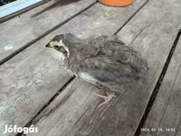 Quails — foto 3